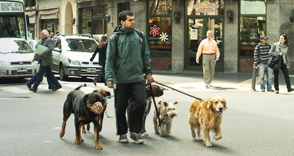 paseando perros
