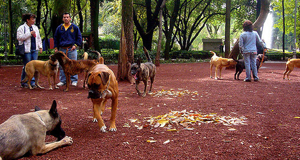 Pasea perros en CDMX