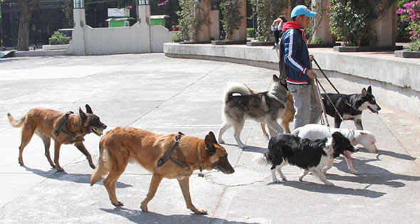pasear perros en CDMX