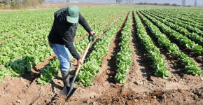 Agricultura en Canadá