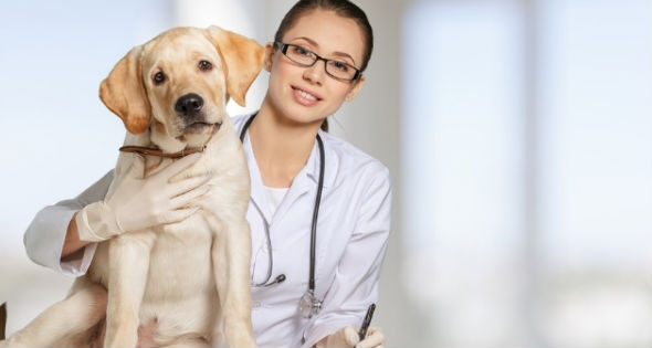 Veterinaria con perro