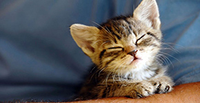 Gatito